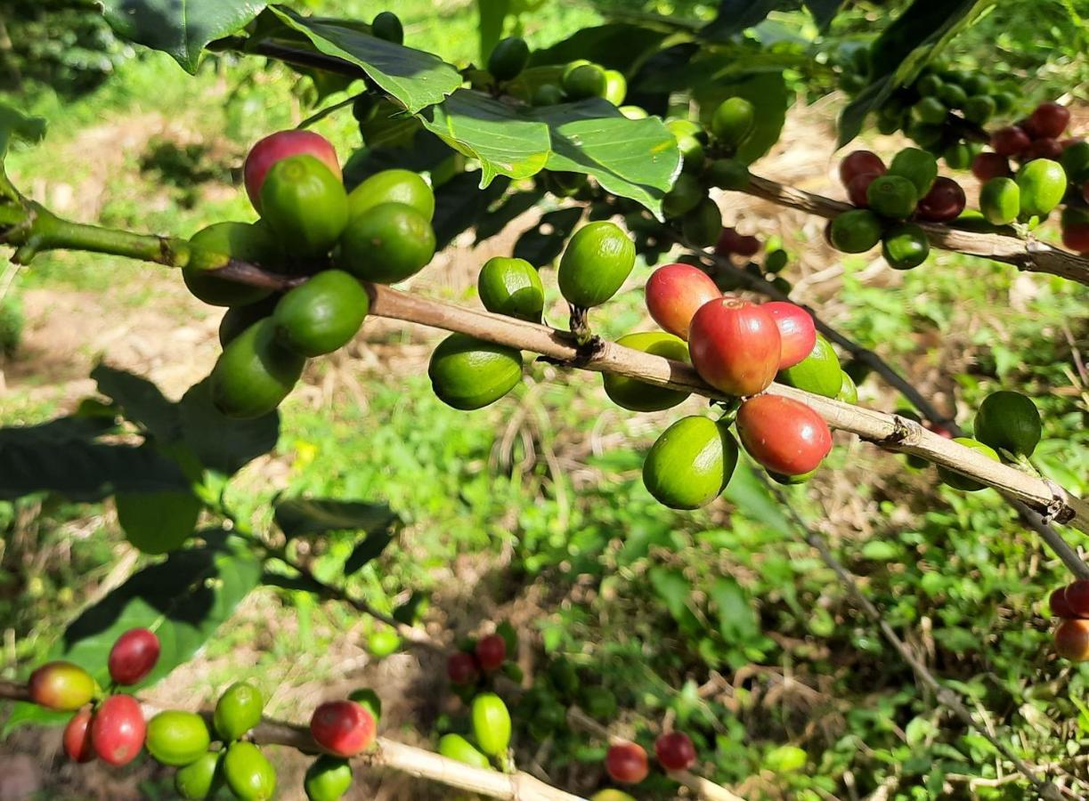 דירות הפוטאלה Glenmyu Estate מראה חיצוני תמונה